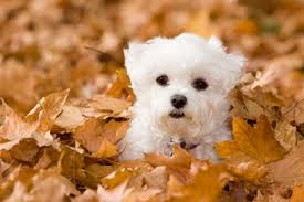 Small dog rolling in the leaves and getting stinky