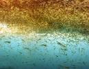 The Ozone Hole Antarctic Wildlife