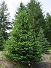 Fir Tree Photos, great fir tree pictures