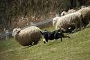 Top Ten Dog Sports - Sports and Recreation for Dogs