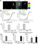 Calcium signaling cascade links dopamine D1–D2 receptor heteromer ...