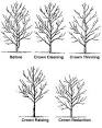 Trees Are Good - Tree Care Information