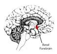 Memory Loss &amp; the Brain