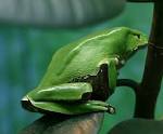 File:Giant Waxy Monkey Frog .jpg - Wikipedia, the free encyclopedia