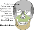 <b>Jaw Neoplasms</b> | <b>Jaw</b> Diseases | Stomatognathic Diseases | Diseases