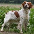 Brittany Spaniels  Advice You Can Trust