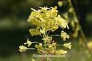 <b>Isatis</b> lusitanica, <b>Isatis</b>