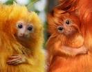 ZooBorns: Tamarin