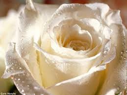 rose blanche