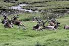 Wild Life Park, Kinussie - via Daymix