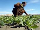 Life and war in Afghanistan: February 2013 - The Washington Post