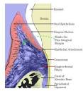 Tooth anatomy 2