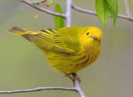 external image images?q=tbn:ANd9GcRcp2ZsImhWDH4ZcZbn8FGq0EfORcYTxR82Oo0FtZsXOu2pa-cY