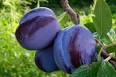 Damson - Varietires, Recipes, Nutritional Value and Growing Conditions