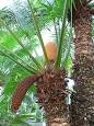 Cycad
