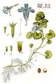 Glechoma hederacea Ground Ivy PFAF Plant Database
