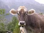File:Bos taurus-Switzerland-Bovine beauty.jpg - Wikimedia Commons