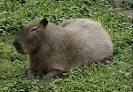 CAPYBARA Animal Wildlife