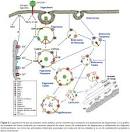 de <b>endosomas</b> de reciclaje,
