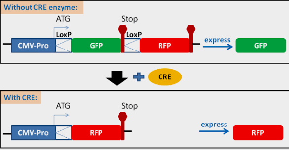 Stable Cell Line to Monitor CRE-LoxP or Flp-FRT Recombination