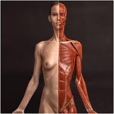 解剖女体|PIXTA