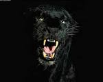 Images?q=tbn:and9gcrdes7zxhsv9nlyehjgt8tdylhayq0laxybjuk1svgrerpmnwxlhjbl3ry