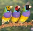 http://www.bearriverranch.com/Animals/images/Birds_Finch_Gouldian_Finches.jpg