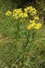 Ragwort (Senecio jacobaea). Ragwort is a widespread and common plant and is - via Daymix