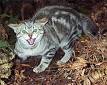 Feral cat - Wikipedia, the free encyclopedia