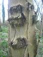 Fraxinus - Wikipedia, the free encyclopedia