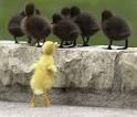 Cute ducklings | Interest Box