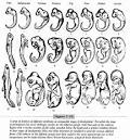 Review for Evidences for Evolution Lesson