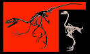 Video: How to Build a Dinosaur from a Chicken | Popular Science