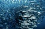 Movie Photos: Bigeye trevally, Coco Island. ©2009 - Galatee Films ...