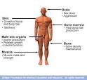 riversideonline.com - Testosterone therapy: Key to male vitality?