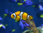 fish! - The Animal Kingdom Wallpaper (251174) - Fanpop fanclubs