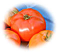 Brandywine (tomato) - Wikipedia, the free encyclopedia