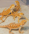 Bearded Dragon, Pogona vitticeps Australian Bearded Dragon, Inland ...