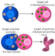 Immune system - Wikipedia, the free encyclopedia