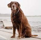 Surviving 9/11 rescue dogs that scoured Ground Zero for bodies are ...