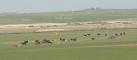 Cattle ranching on the site of the former RAF Bodorgan - via Daymix