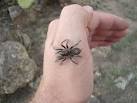 What Does A Baby Tarantula Look Like? - Blurtit