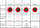 Blood Types Chart
