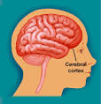 Morphonix - Brain - Cerebral Cortex: The Thinker