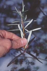 Attēlu rezultāti vaicājumam “Andromeda polifolia leaf”