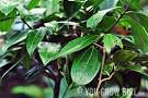 Cinnamon Tree | You Grow Girl.