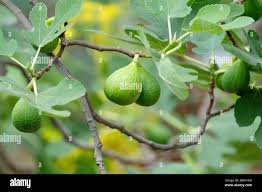 Image result for Ficus carica 'Excel'