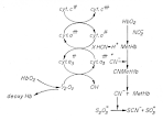 Oxygen Transport