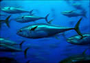 Breeding Bluefin Tuna in captivity: A recipe for success ...