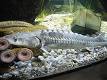 Adriatic sturgeon - Wikipedia, the free encyclopedia